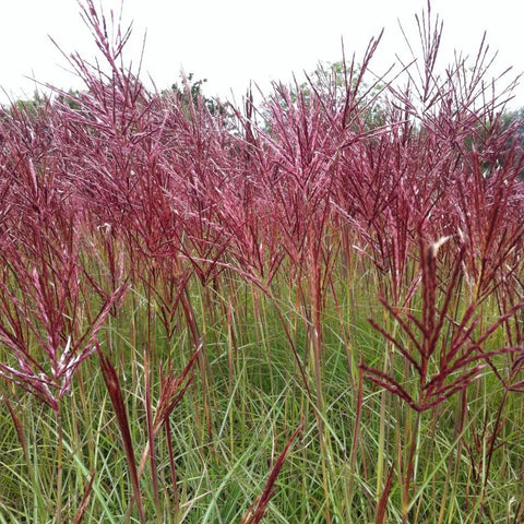 Miscanthus 'gracillimus'