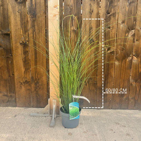 Miscanthus 'gracillimus'