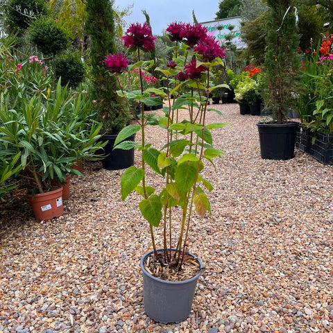 Monarde 'melua burgundy'