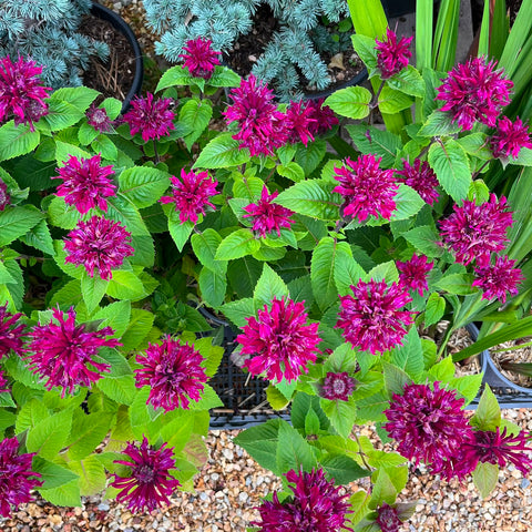 Monarde 'melua burgundy'