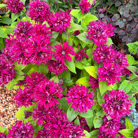 Monarde 'melua burgundy'