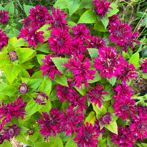 Monarde 'melua burgundy'