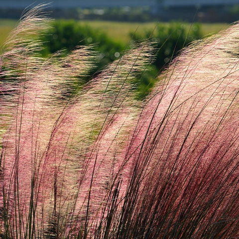 Muhlenbergia capillaris