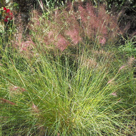 Muhlenbergia capillaris