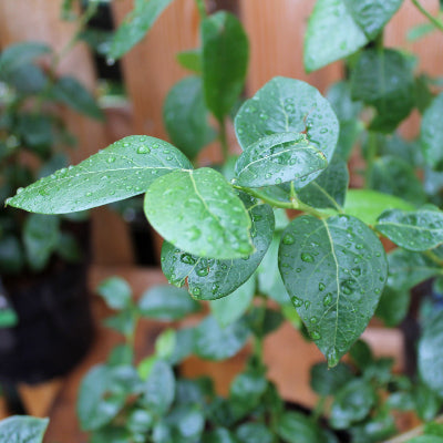 Myrtillier 'Duke'