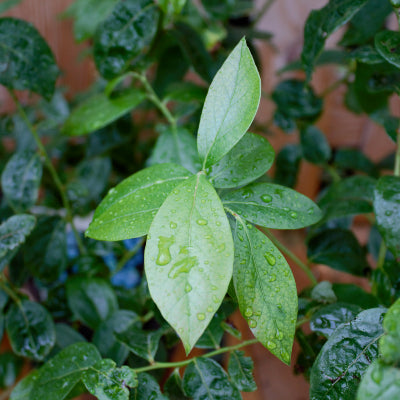 Myrtillier 'Duke'
