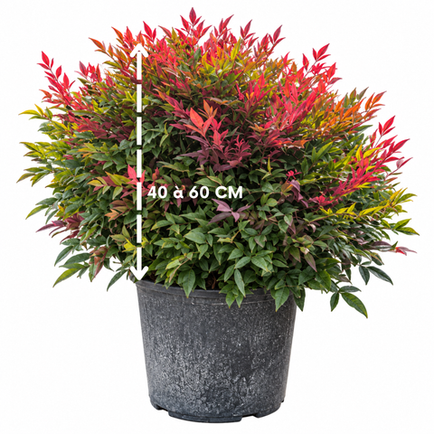 Nandina domestica 'obsessed'