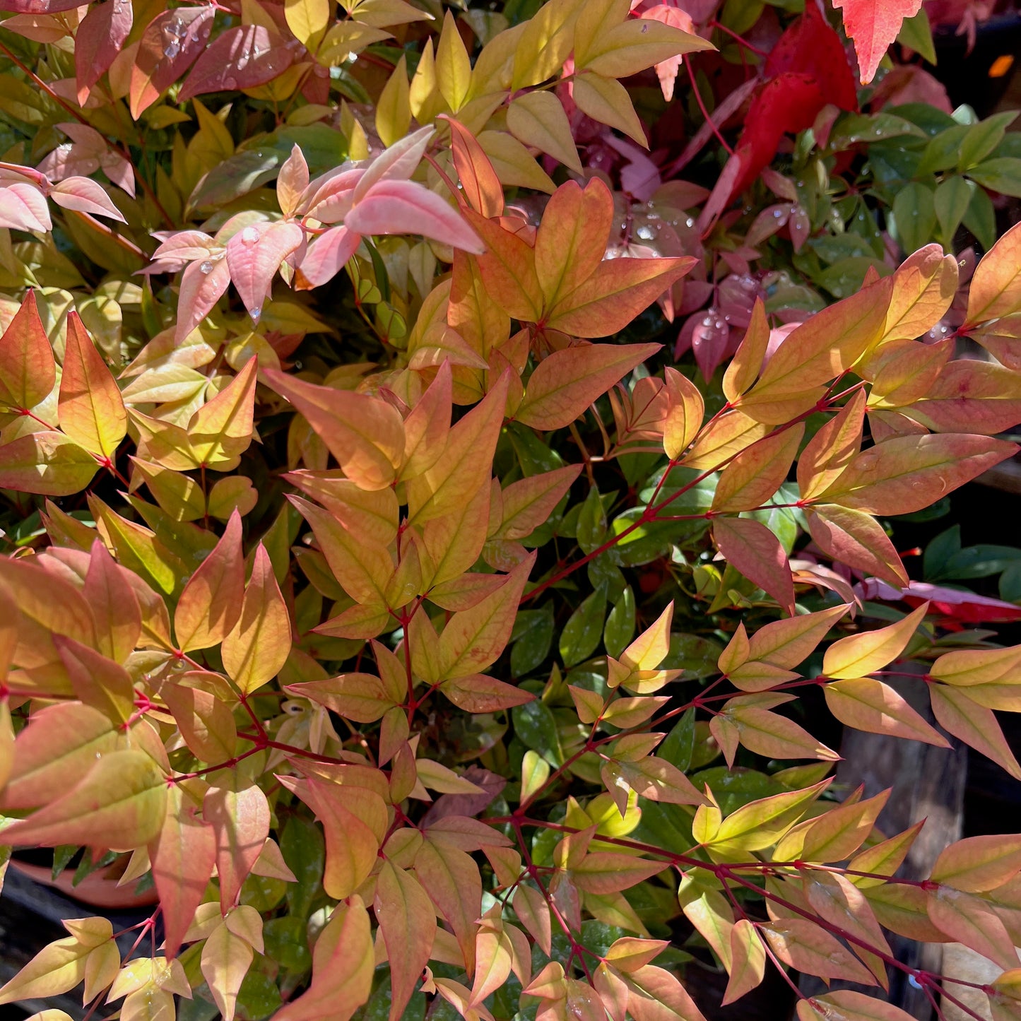 Nandina