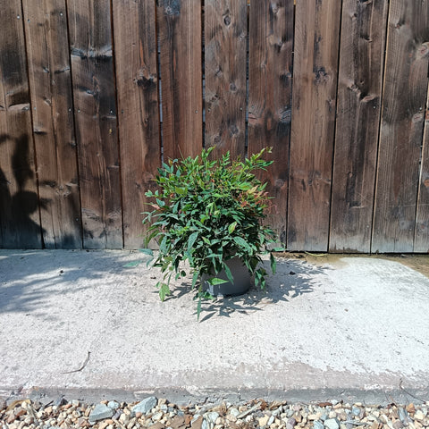 Nandina 'Gulf Stream'
