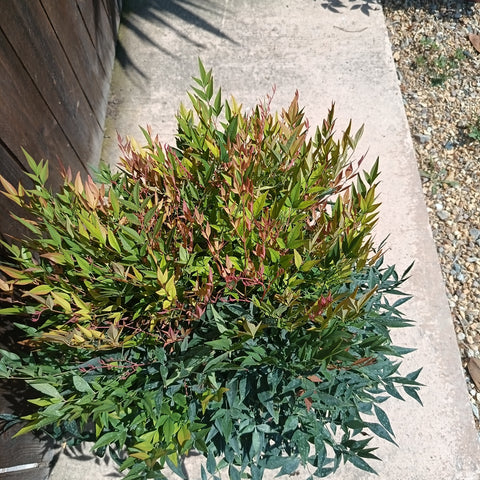 Nandina 'Gulf Stream'