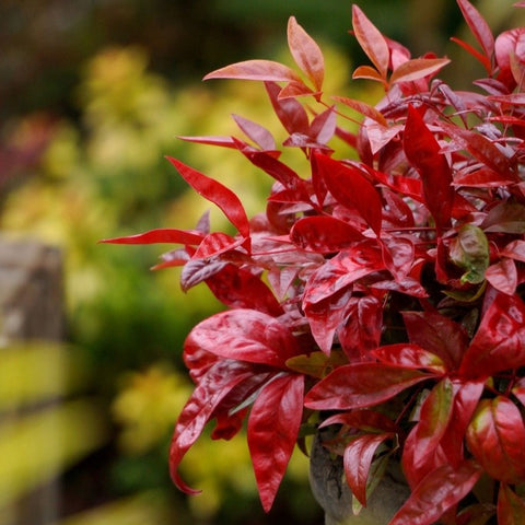Nandina 'blush pink'