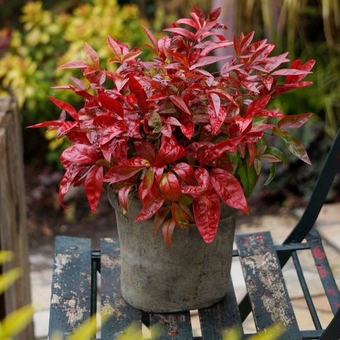 Nandina 'blush pink'