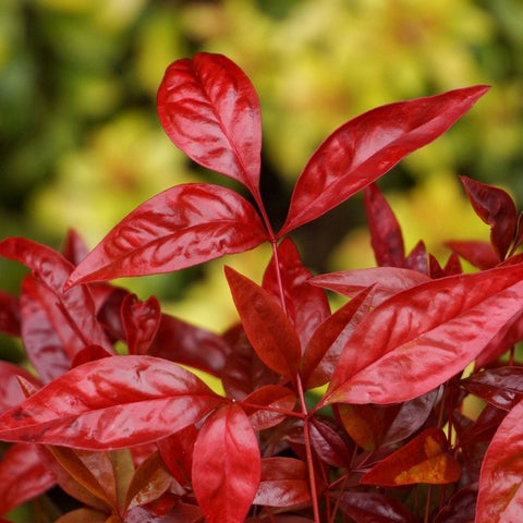 Nandina 'blush pink'