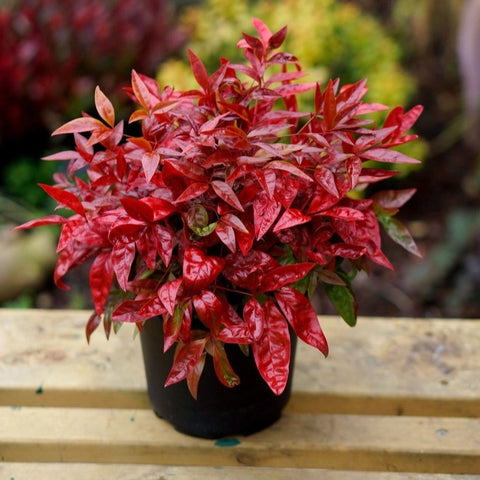Nandina 'blush pink'