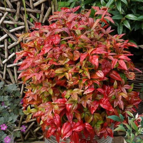 Nandina 'blush pink'