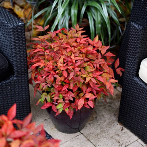 Nandina 'blush pink'