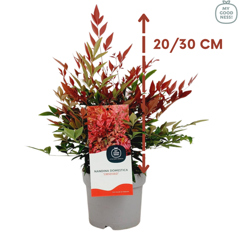 Nandina domestica 'obsessed'