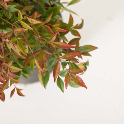 Nandina domestica 'obsessed'