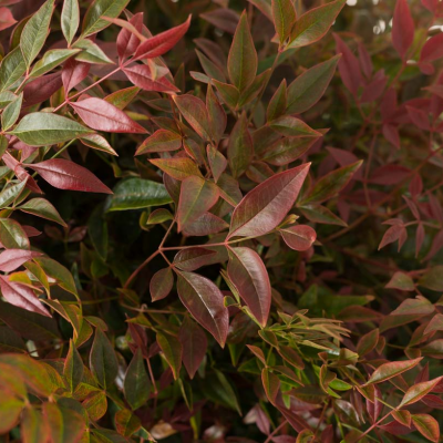 Nandina domestica 'obsessed'