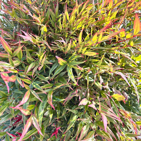 Nandina domestica 'obsessed'