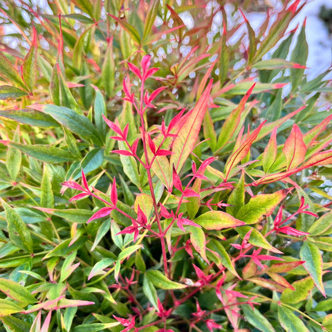 Nandina domestica 'obsessed'