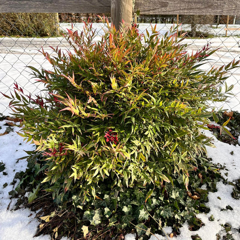 Nandina domestica 'obsessed'