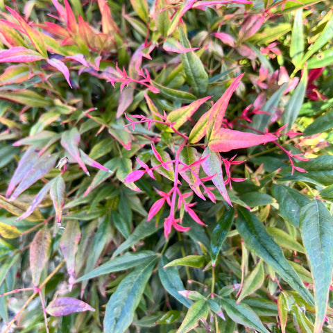 Nandina domestica 'obsessed'