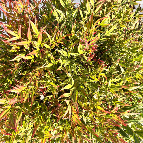Nandina domestica 'obsessed'