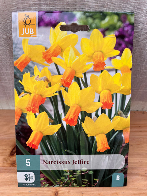 Narcisse Jetfire - 5 bulbes
