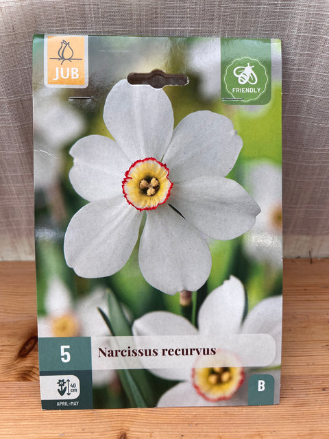 Narcisse Recurvus- 5 bulbes