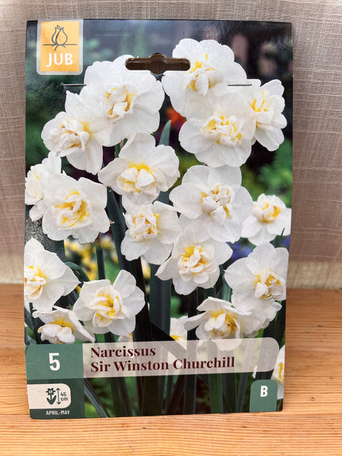 Narcisse Sir Winston Churchill- 5 bulbes