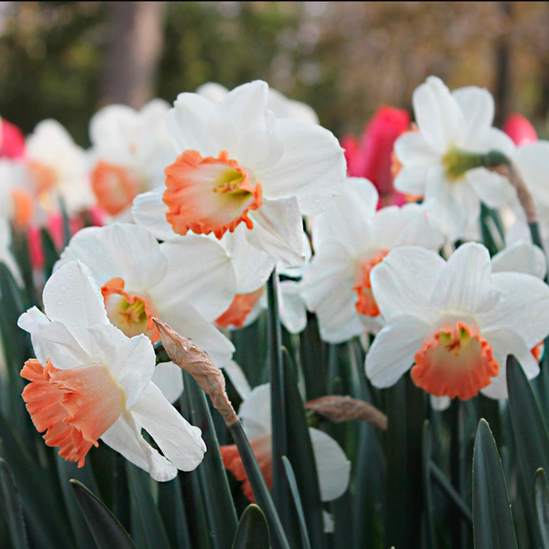 Narcisse 'Pink charm'