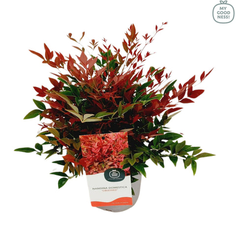 Nandina domestica 'obsessed'