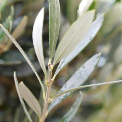 Arbre de naissance – Un Cadeau unique et symbolique