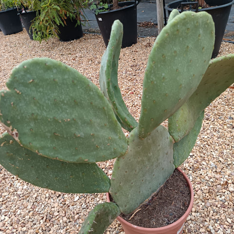 Opuntia ficus indica / Figuier de Barbarie