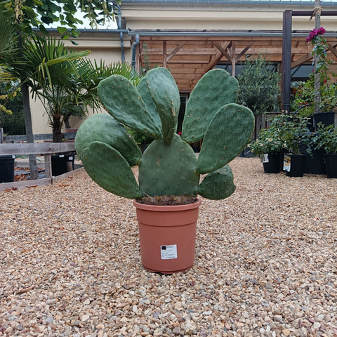 Opuntia ficus indica / Figuier de Barbarie