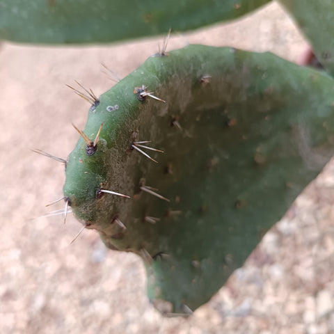 Opuntia ficus indica / Figuier de Barbarie