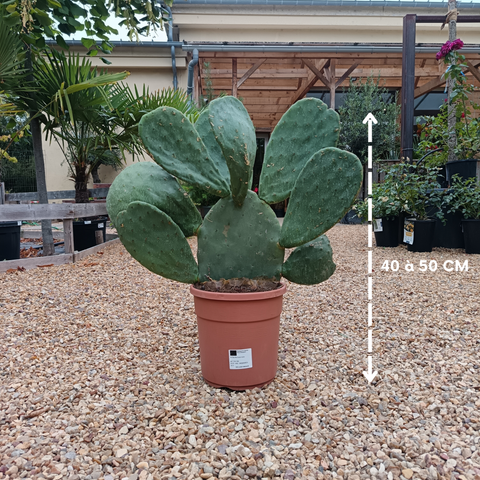 Opuntia ficus indica / Figuier de Barbarie