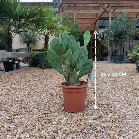 Opuntia vulgaris / Cactus raquette