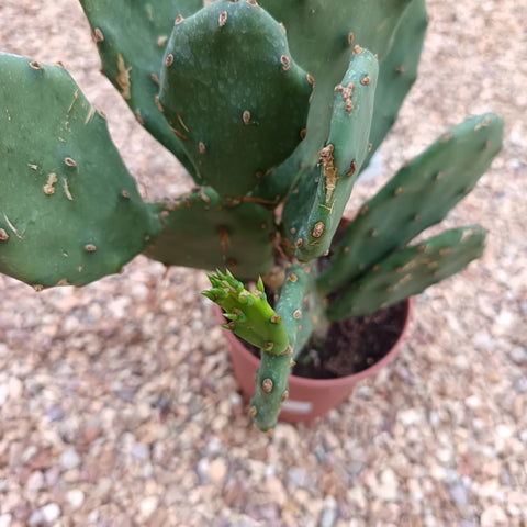 Opuntia vulgaris / Cactus raquette