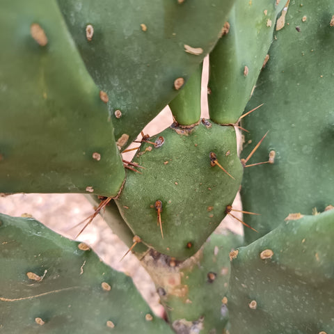 Opuntia vulgaris / Cactus raquette