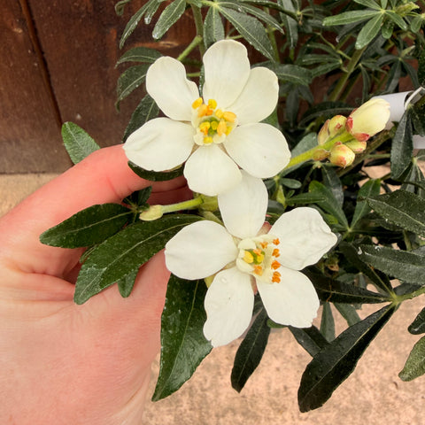 Choisya Green Fingers - Oranger du Mexique