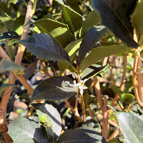 Osmanthus × fortunei - Osmanthe de Fortune