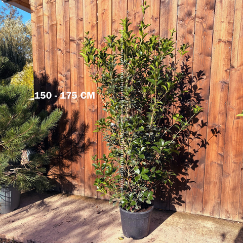 Osmanthus × fortunei - Osmanthe de Fortune
