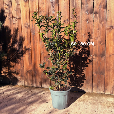 Osmanthus × fortunei - Osmanthe de Fortune