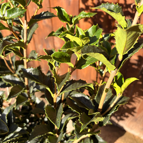 Osmanthus × fortunei - Osmanthe de Fortune