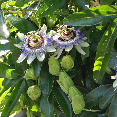 Passiflore 'caerulea'
