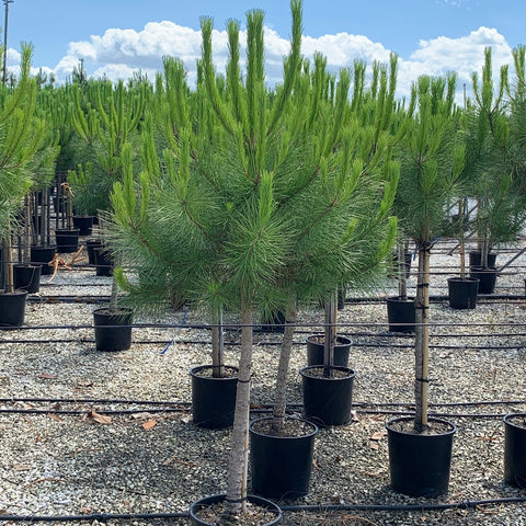 Pinus pinea - Pin parasol