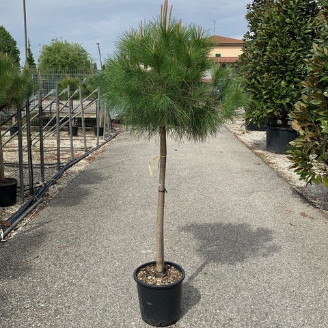 Pinus pinea - Pin parasol