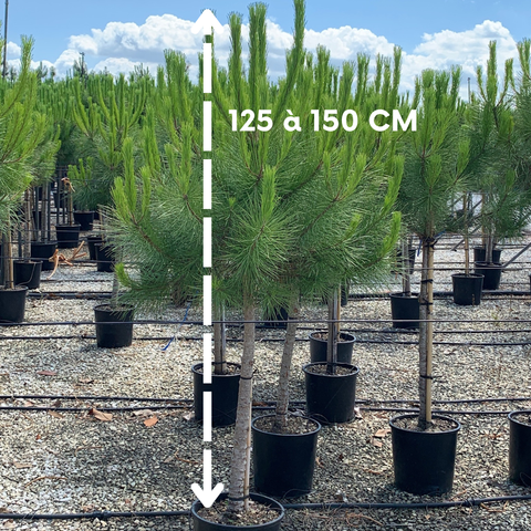 Pinus pinea - Pin parasol